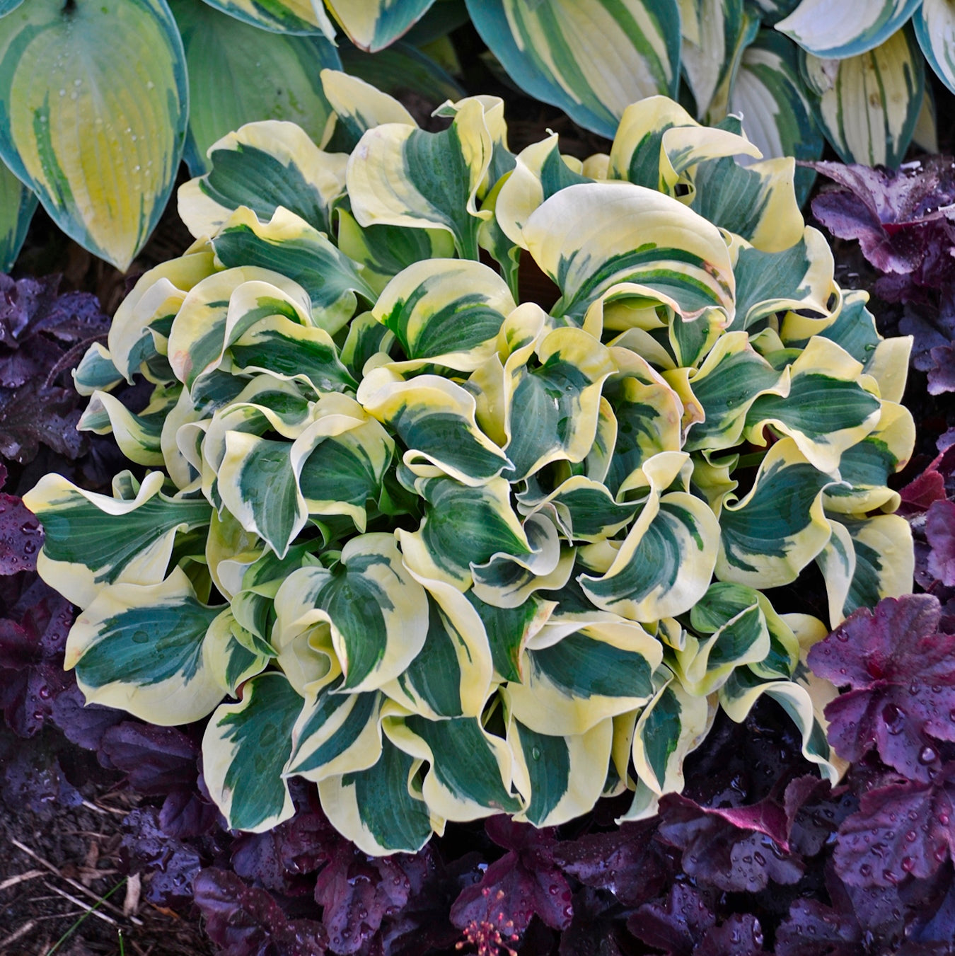 hosta MINI SKIRT mini rare new thick shade perennial = 1 Potted Garden Plant