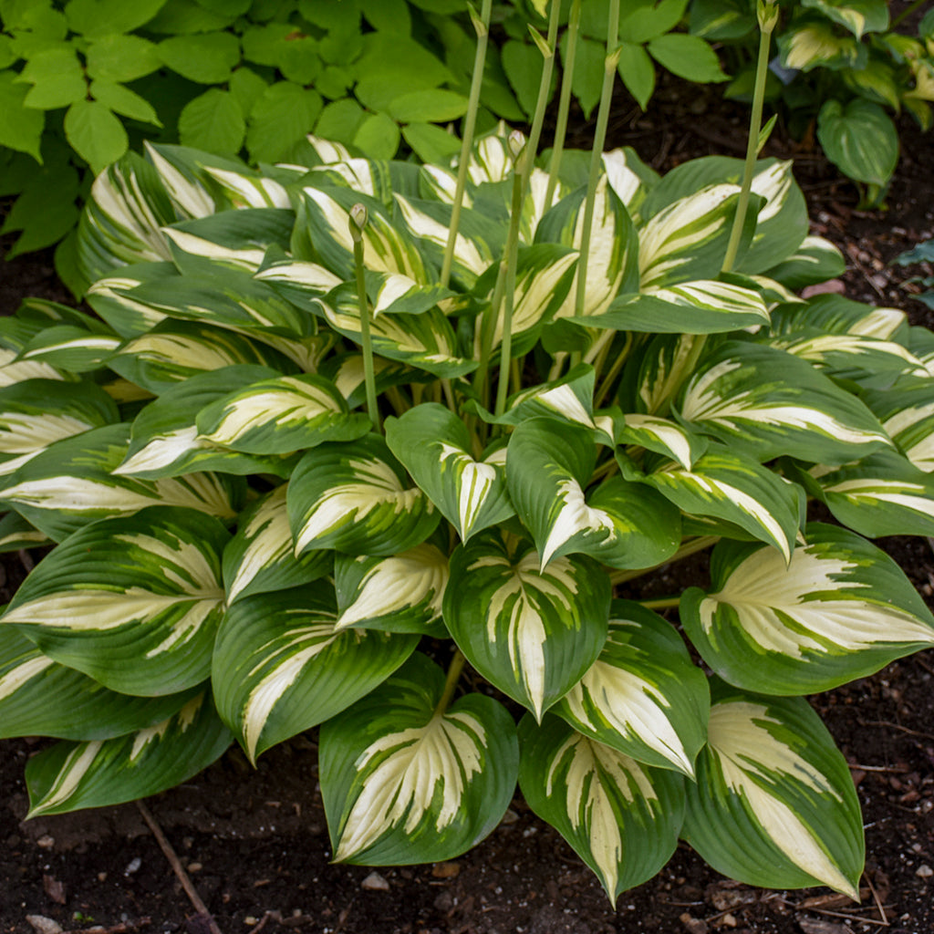 hosta MISS AMERICA medium white new shade perennial = 1 Potted Garden Plant