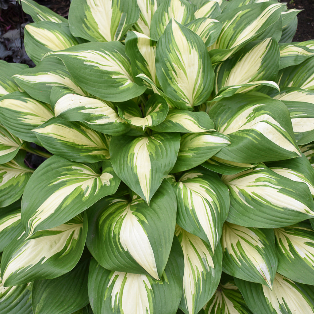 hosta MISS AMERICA medium white new shade perennial = 1 Potted Garden Plant