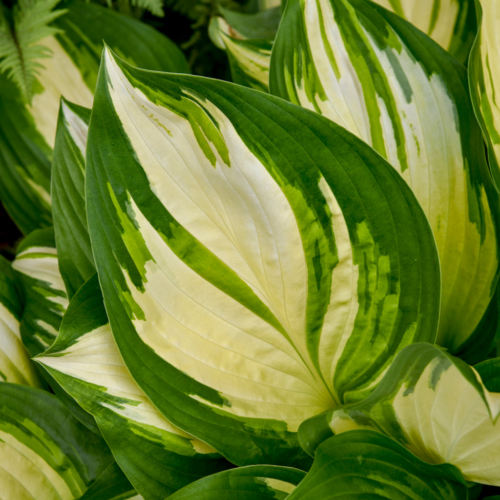 hosta MISS AMERICA medium white new shade perennial = 1 Potted Garden Plant