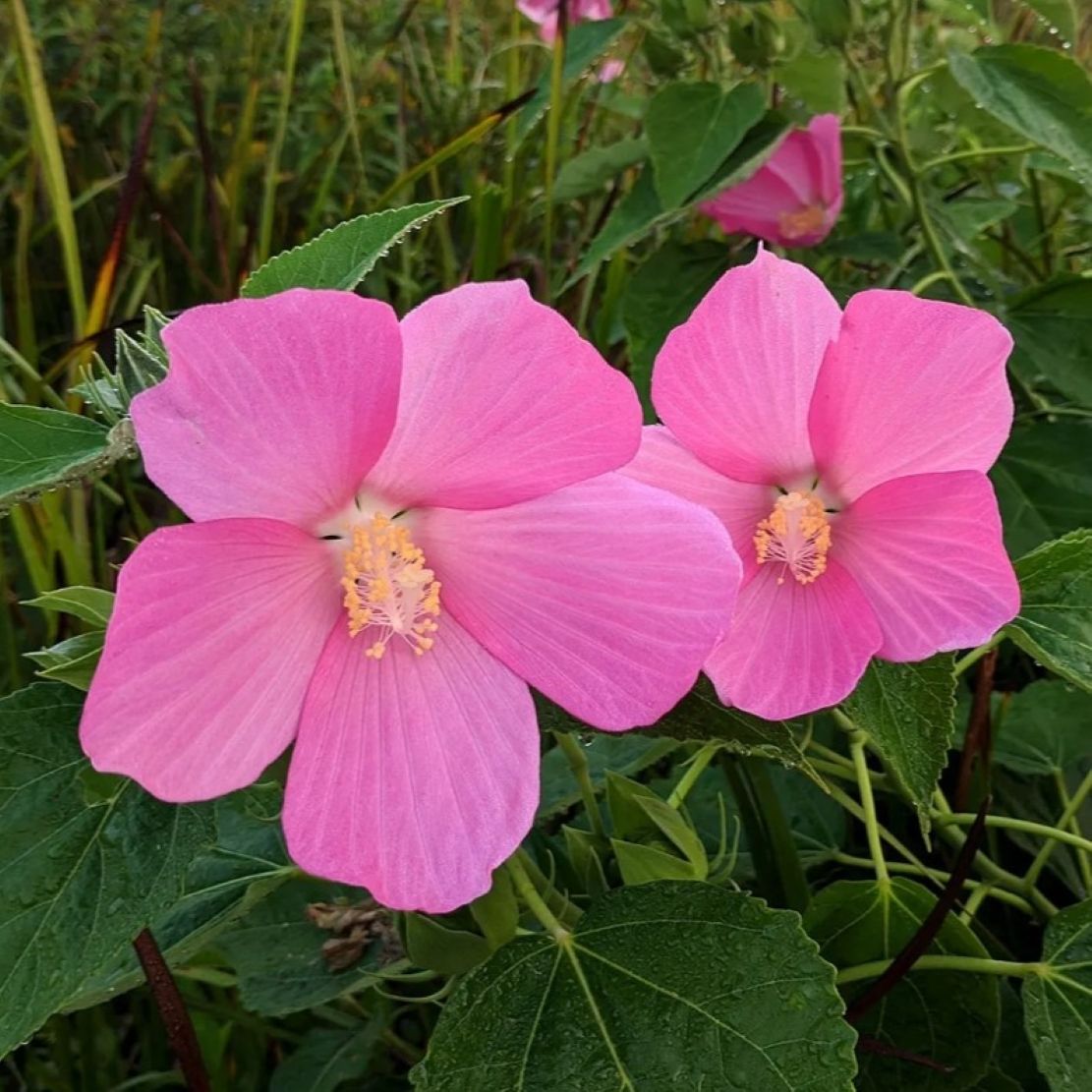 hibiscus MOSCHEUTOS huge flowers native hardy perennial = 1 Potted Garden Plant
