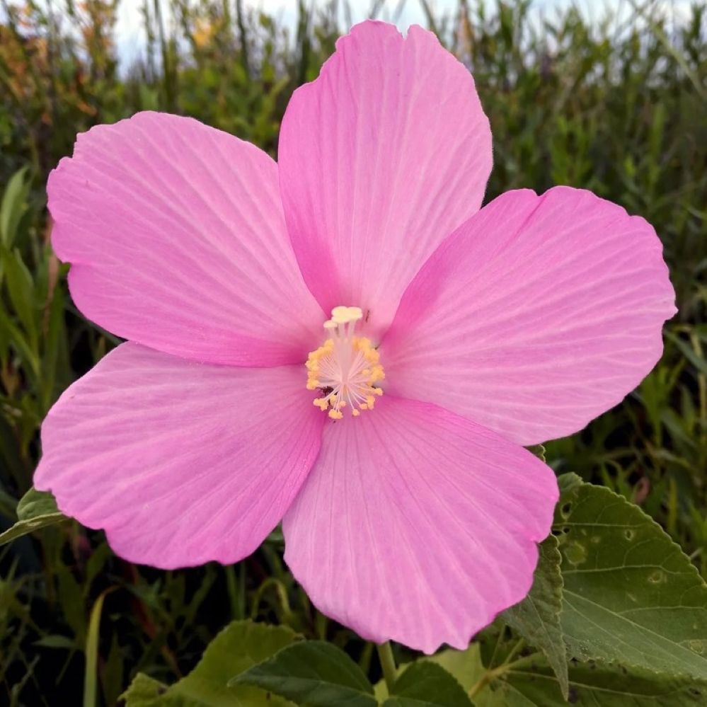 hibiscus MOSCHEUTOS huge flowers native hardy perennial = 1 Potted Garden Plant