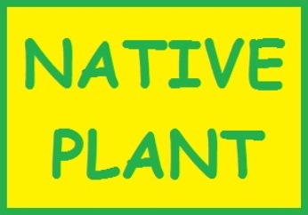 aster WOOD'S PURPLE compact disease resistant perennial = 1 Potted Garden Plant