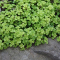 sedum OGON succulent yellow drought tolerant hardy perennial = 1 Potted Garden Plant