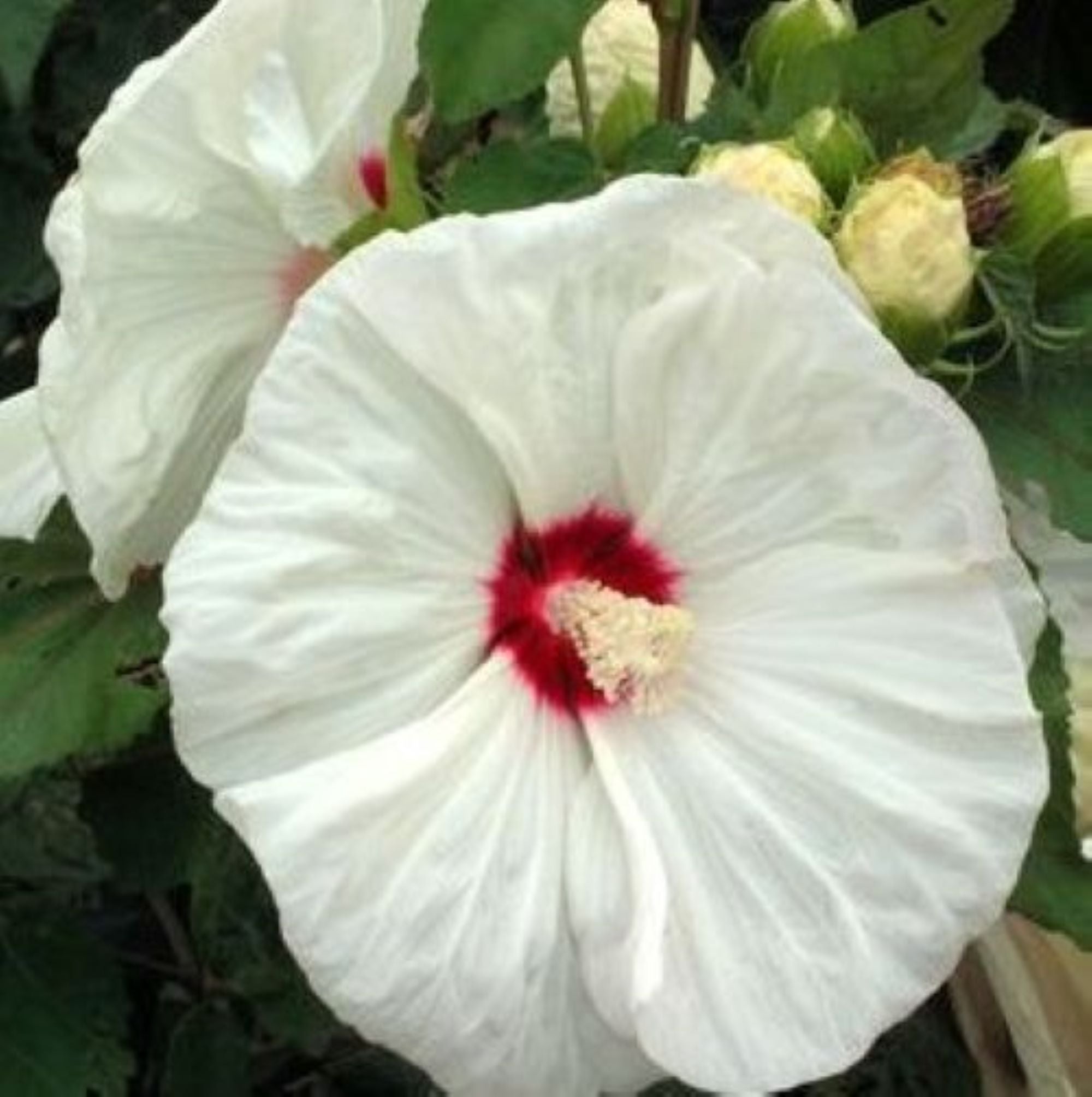 hibiscus OLD YELLA huge creamy white flowers hardy perennial = 1 Potted Garden Plant