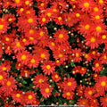 mum OVERTURE daisy flowers dendranthemum hardy perennial = 1 Potted Garden Plant