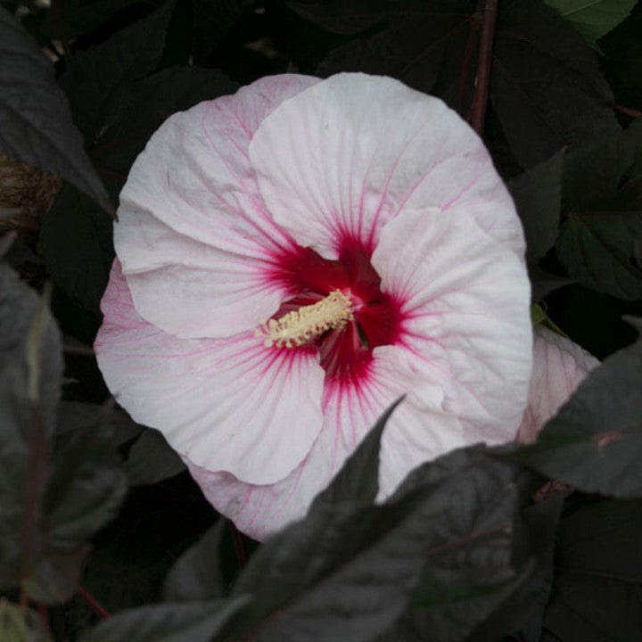hibiscus PERFECT STORM huge multi colored flowers hardy perennial = 1 Potted Garden Plant