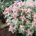 sedum PINKY succulent drought tolerant hardy pink perennial = 1 Potted Garden Plant