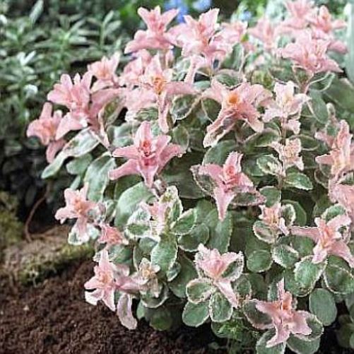 sedum PINKY succulent drought tolerant hardy pink perennial = 1 Potted Garden Plant