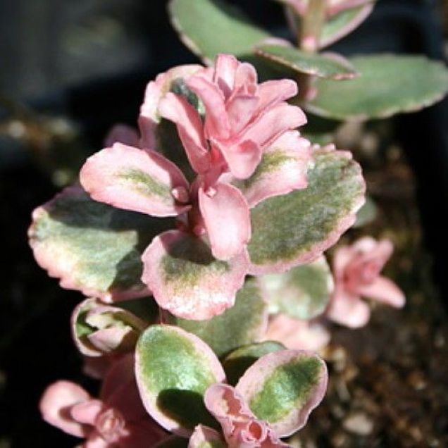 sedum PINKY succulent drought tolerant hardy pink perennial = 1 Potted Garden Plant