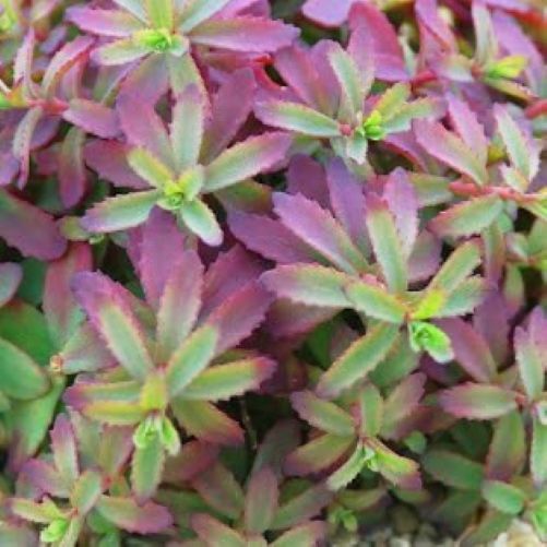 sedum PLUM PERFECTION succulent drought tolerant hardy perennial = 1 Potted Garden Plant