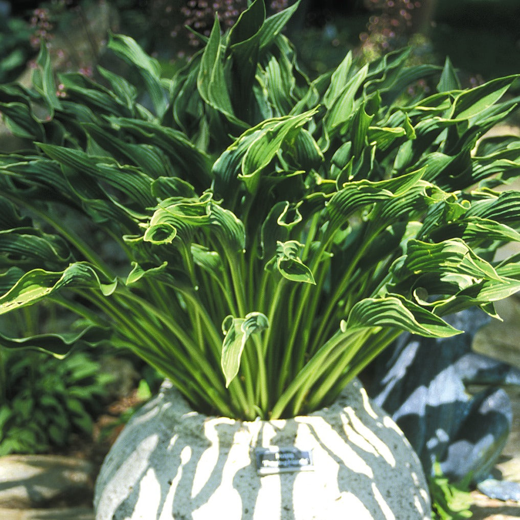 hosta PRAYING HANDS small reliable thick shade perennial = 1 Potted Garden Plant
