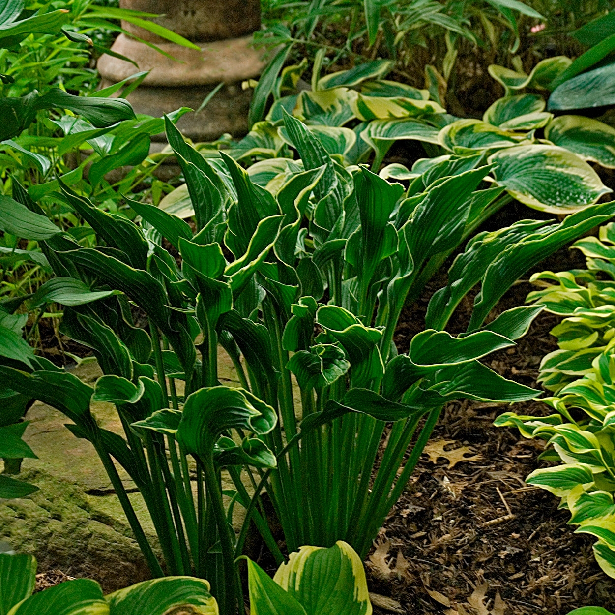 hosta PRAYING HANDS small reliable thick shade perennial = 1 Potted Garden Plant