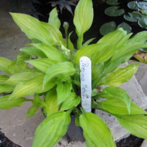 hosta PRECIOUS METAL small seldom seen gold shade perennial = 1 Potted Garden Plant