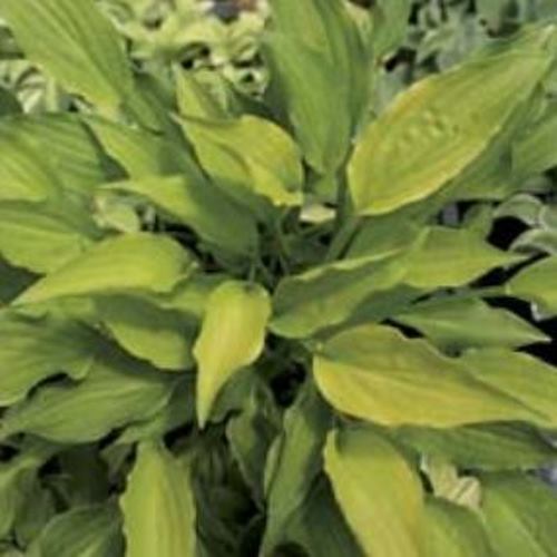 hosta PRECIOUS METAL small seldom seen gold shade perennial = 1 Potted Garden Plant