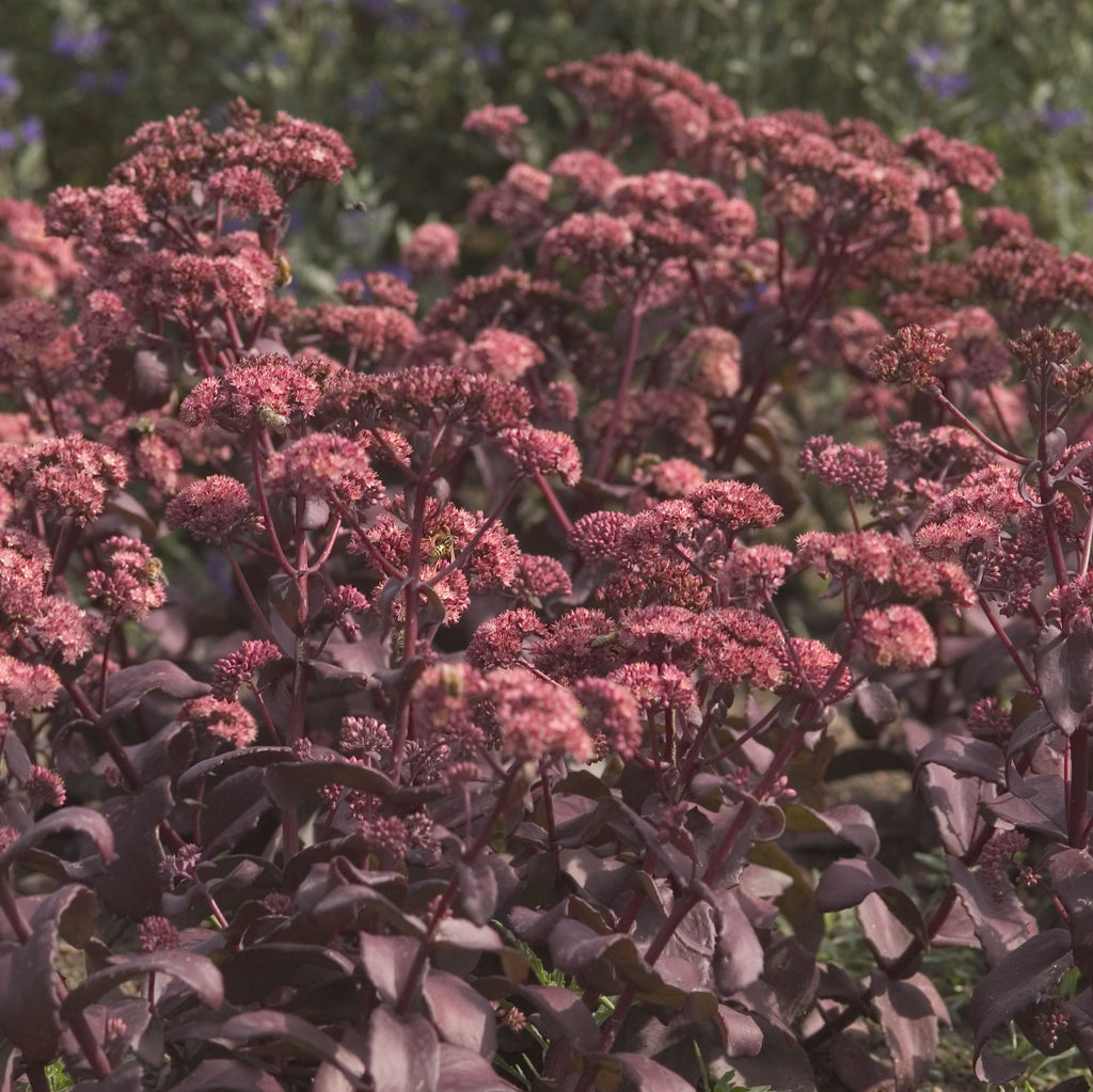 sedum PURPLE EMPEROR succulent drought tolerant hardy perennial = 1 Potted Garden Plant