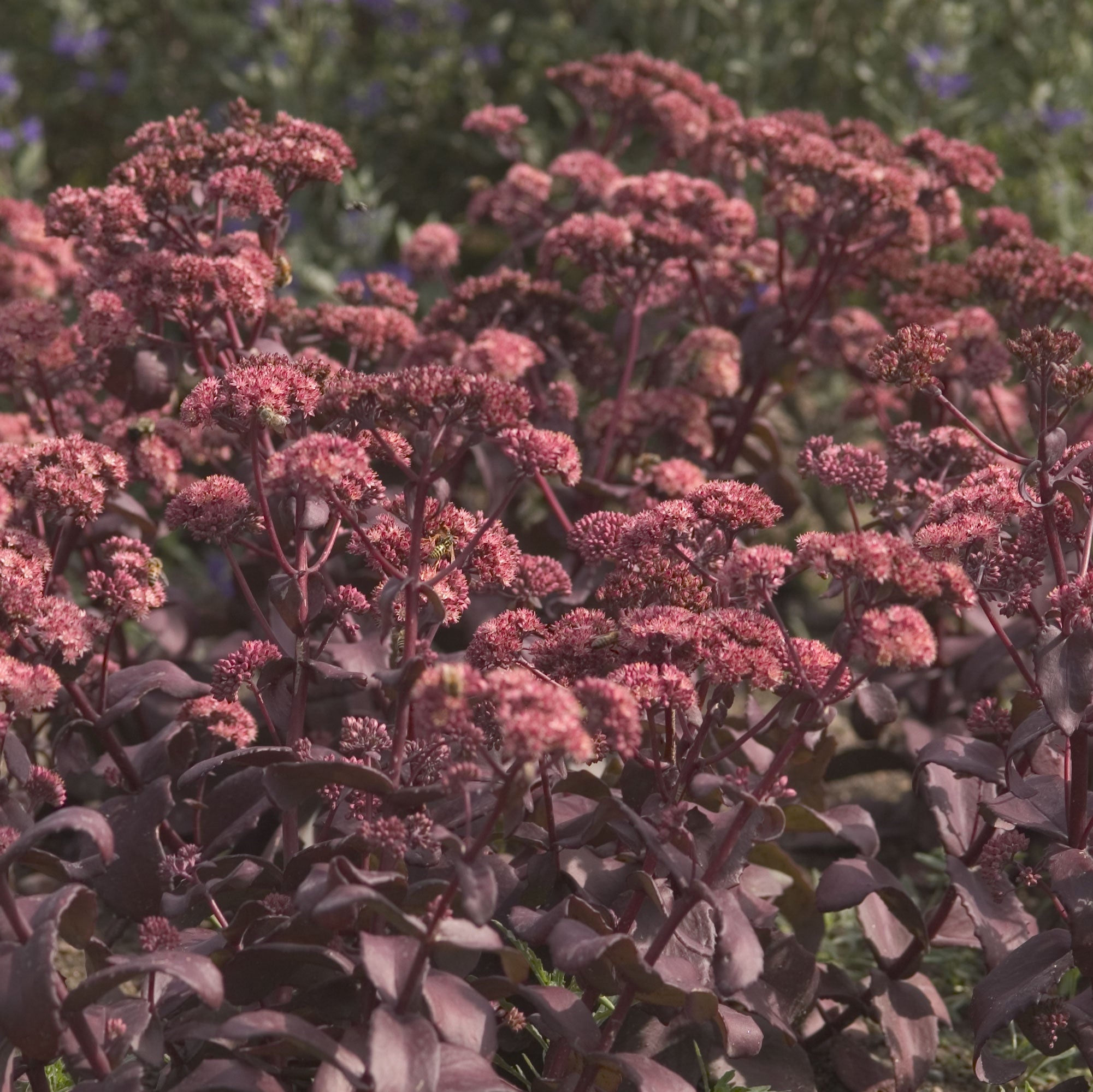 sedum PURPLE EMPEROR succulent drought tolerant hardy perennial = 1 Potted Garden Plant