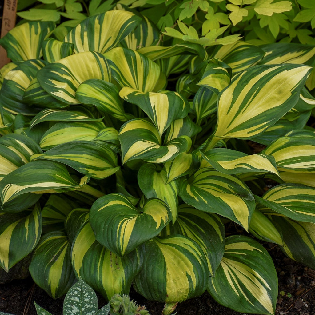 hosta RAINBOWS END small shiny colorful shade perennial = 1 Potted Garden Plant