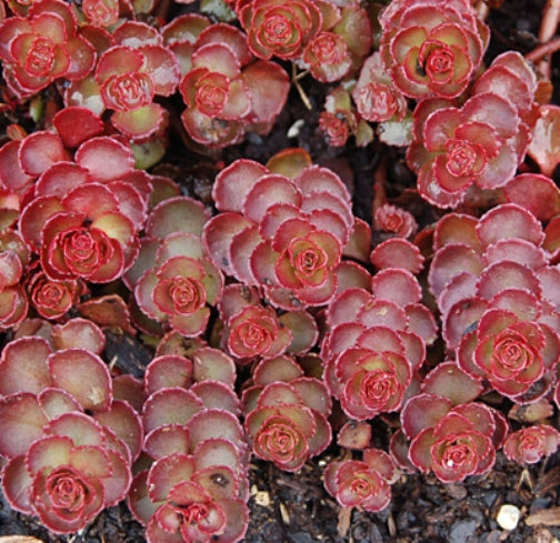 sedum RED ROCK succulent drought tolerant hardy perennial = 1 Potted Garden Plant