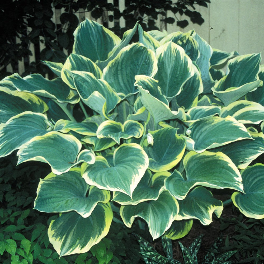 hosta SAGAE large beautiful popular shade perennial = 1 Potted Garden Plant