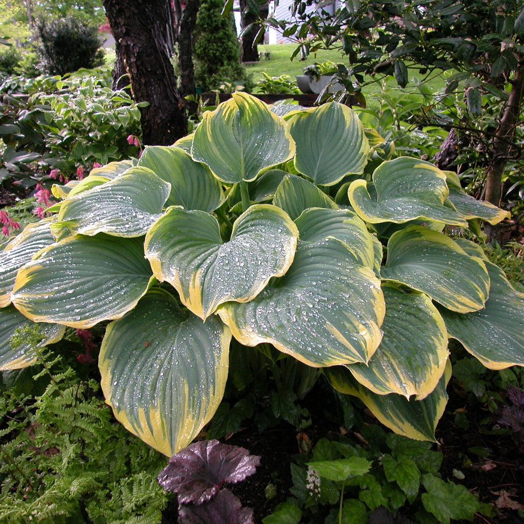 hosta SAGAE large beautiful popular shade perennial = 1 Potted Garden Plant