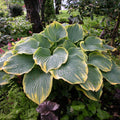 hosta SAGAE large beautiful popular shade perennial = 1 Potted Garden Plant
