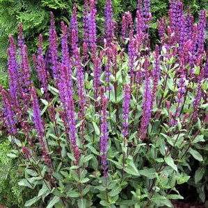 salvia CARADONNA neat tidy purple shade hardy perennial = 1 Potted Garden Plant