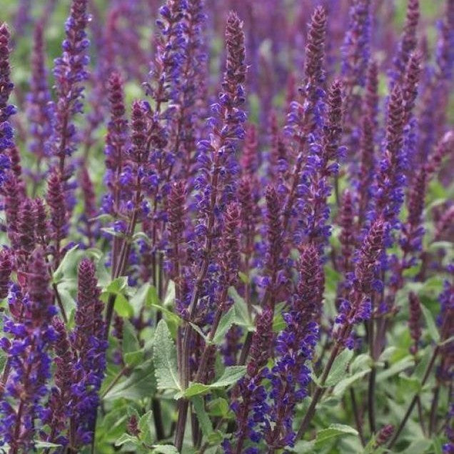 salvia CARADONNA neat tidy purple shade hardy perennial = 1 Potted Garden Plant