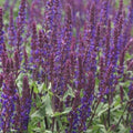 salvia CARADONNA neat tidy purple shade hardy perennial = 1 Potted Garden Plant