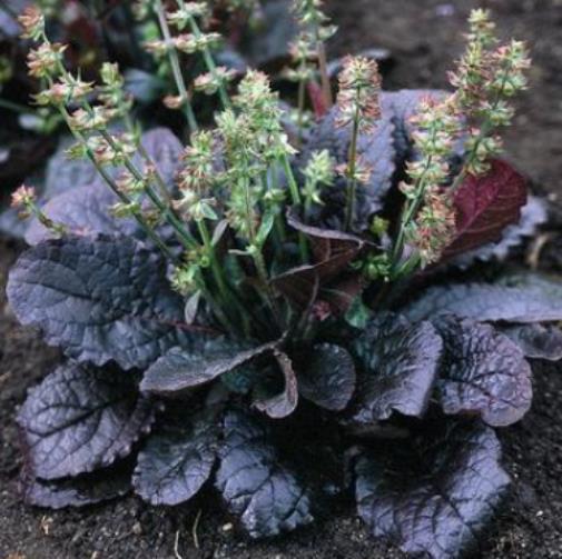 salvia PURPLE KNOCKOUT native lyrata hardy sage sun perennial = 1 Potted Garden Plant