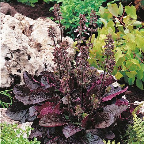 salvia PURPLE KNOCKOUT native lyrata hardy sage sun perennial = 1 Potted Garden Plant