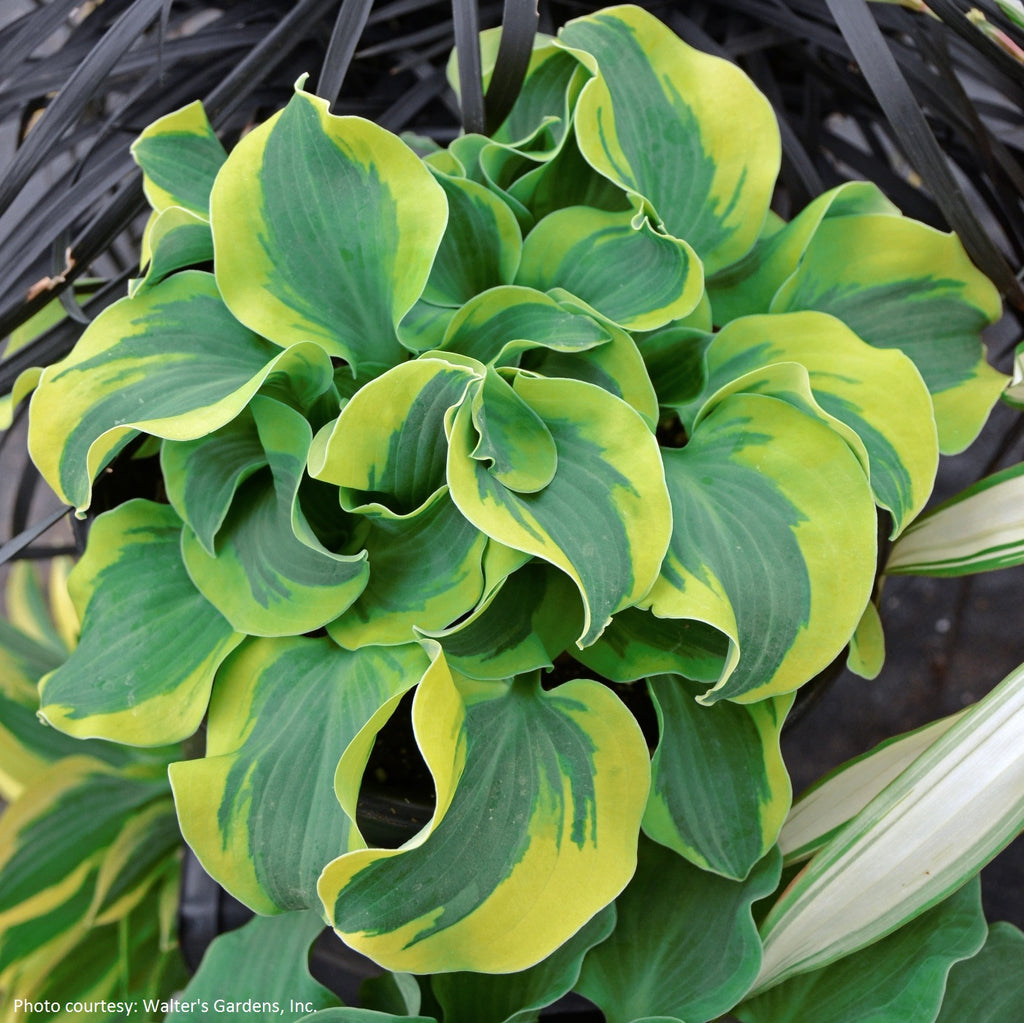 hosta SCHOOL MOUSE mini thick colorful shade perennial = 1 Potted Garden Plant