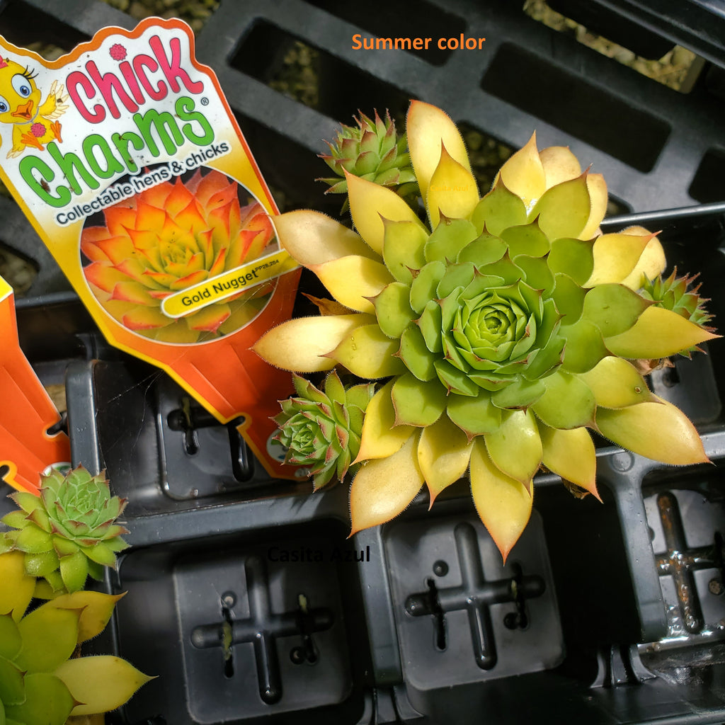 sempervivum GOLD NUGGET hen and chicks succulent Charms hardy perennial = 1 Potted Garden Plant