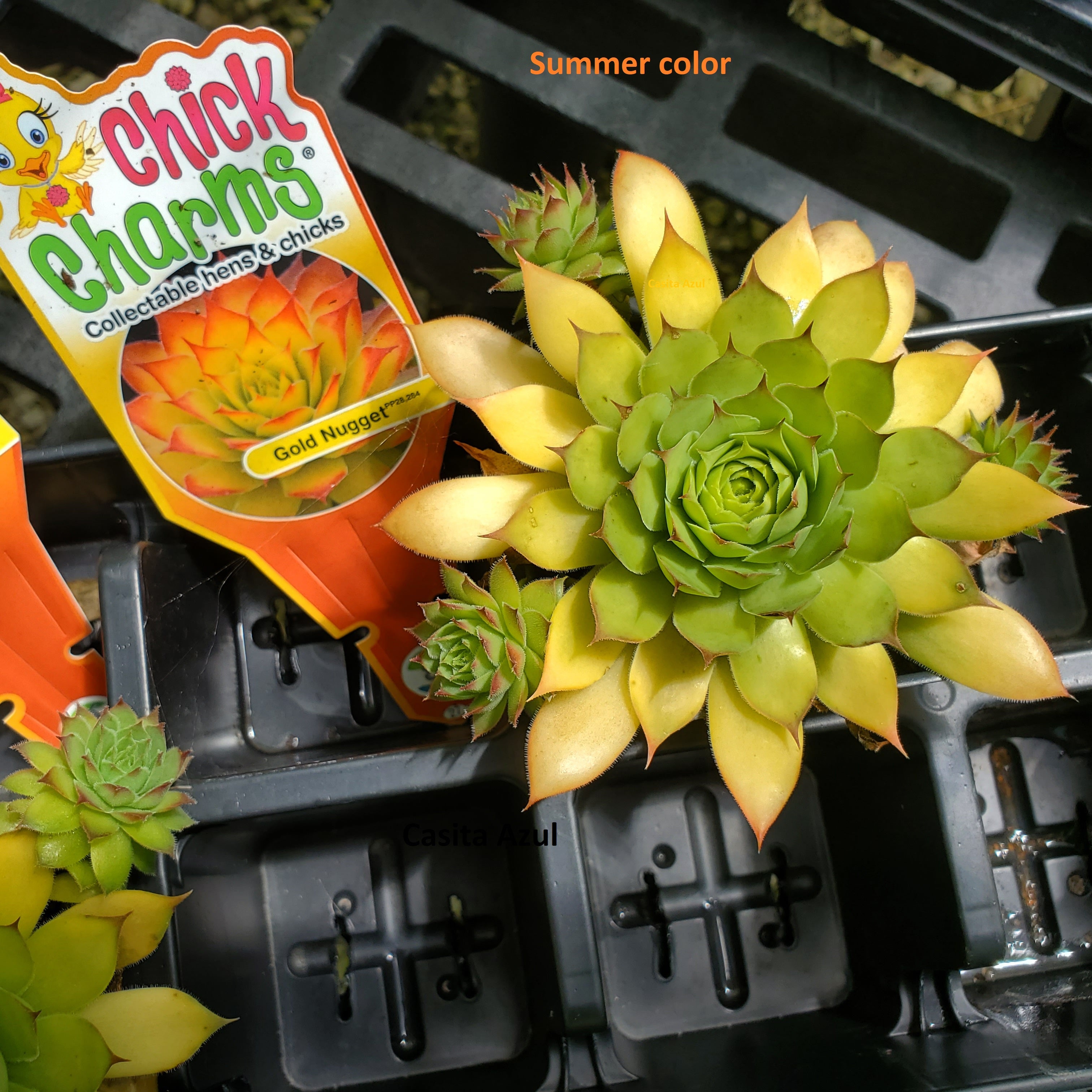 sempervivum GOLD NUGGET hen and chicks succulent Charms hardy perennial = 1 Potted Garden Plant