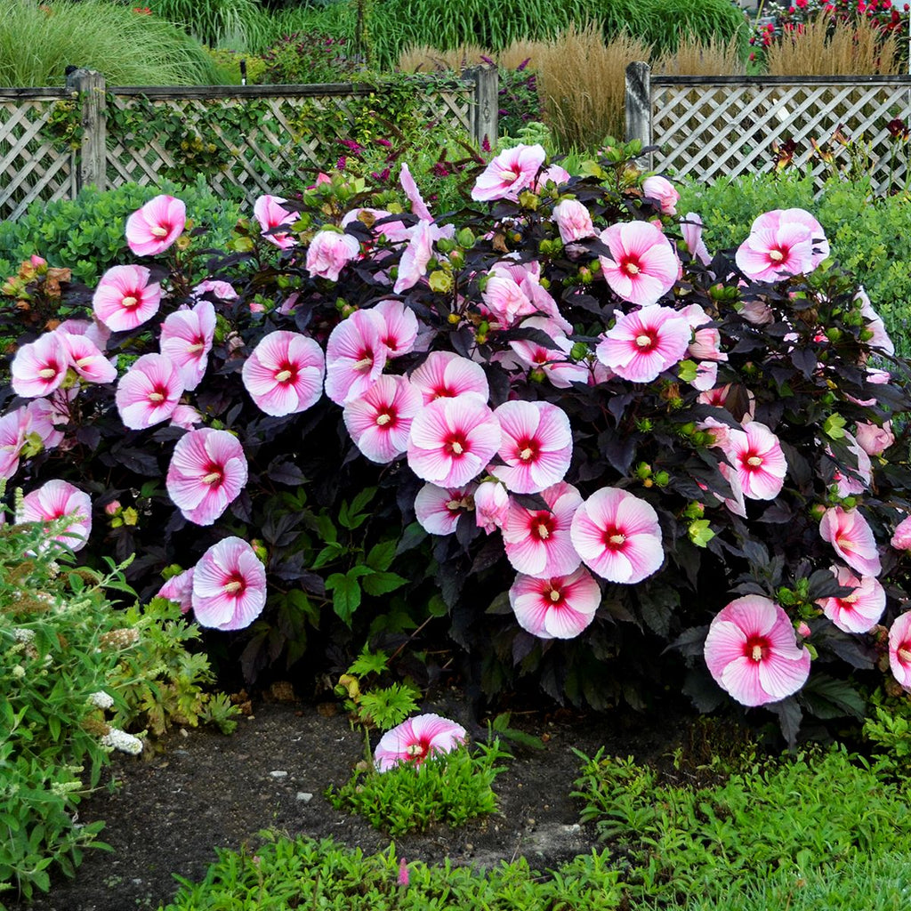 hibiscus STARRY STARRY NIGHT huge pink flowers hardy perennial = 1 Potted Garden Plant