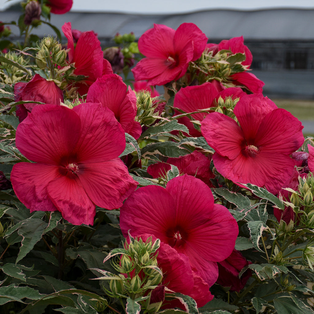 hibiscus SUMMER CARNIVAL huge flowers hardy variegated perennial = 1 Potted Garden Plant