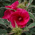 hibiscus SUMMER CARNIVAL huge flowers hardy variegated perennial = 1 Potted Garden Plant