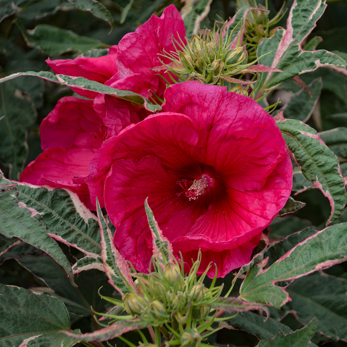 hibiscus SUMMER CARNIVAL huge flowers hardy variegated perennial = 1 Potted Garden Plant