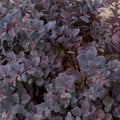 sedum SUNSET CLOUD succulent purple drought tolerant hardy perennial = 1 Potted Garden Plant