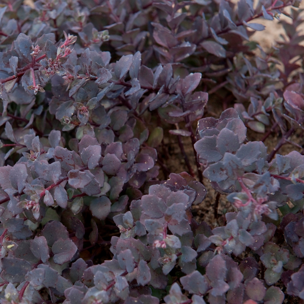 sedum SUNSET CLOUD succulent purple drought tolerant hardy perennial = 1 Potted Garden Plant