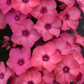 Phlox SUPER KA-POW CORAL tall flowers hardy perennial = 1 Potted Garden Plant