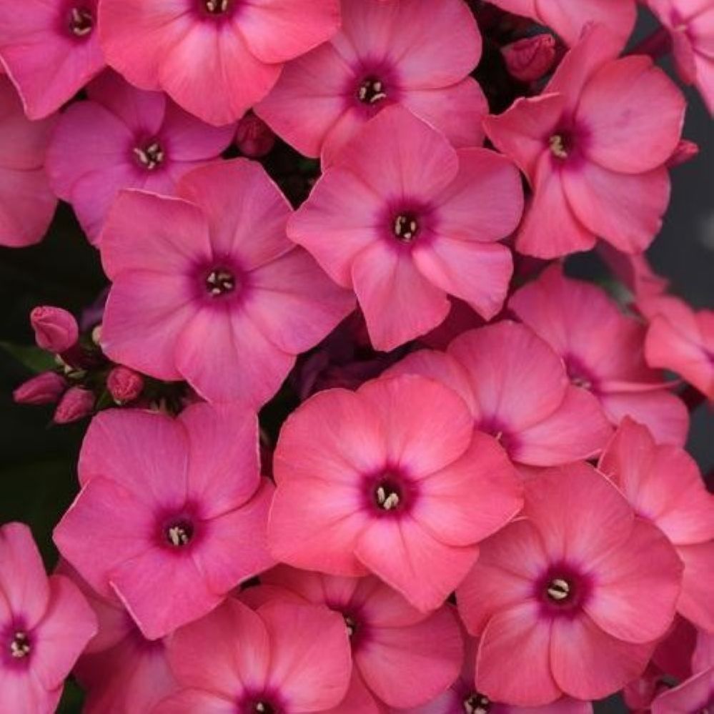 Phlox SUPER KA-POW CORAL tall flowers hardy perennial = 1 Potted Garden Plant