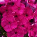 Phlox SUPER KA-POW FUCHSIA tall flowers hardy perennial = 1 Potted Garden Plant