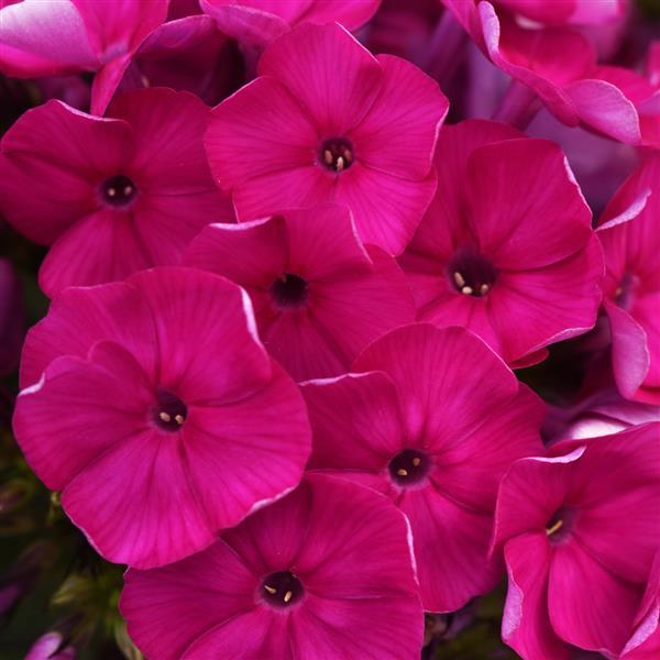 Phlox SUPER KA-POW FUCHSIA tall flowers hardy perennial = 1 Potted Garden Plant