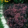 sedum VERA JAMESON succulent drought tolerant hardy perennial = 1 Potted Garden Plant
