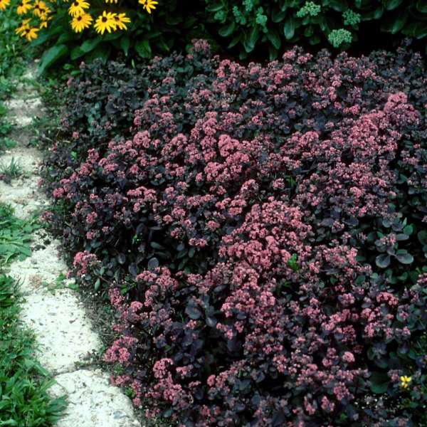 sedum VERA JAMESON succulent drought tolerant hardy perennial = 1 Potted Garden Plant