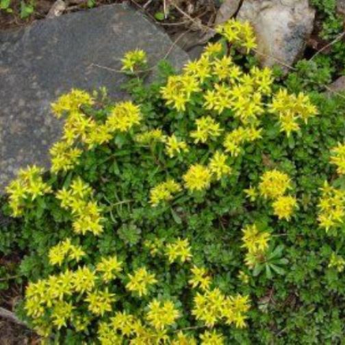 sedum WEIHENSTEPHANER GOLD succulent drought tolerant hardy perennial = 1 Potted Garden Plant