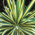 yucca COLOR GUARD Adam's Needle filamentosa hardy perennial = 1 Potted Garden Plant