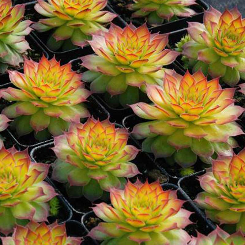 sempervivum GOLD NUGGET hen and chicks succulent Charms hardy perennial = 1 Potted Garden Plant