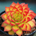 sempervivum GOLD NUGGET hen and chicks succulent Charms hardy perennial = 1 Potted Garden Plant